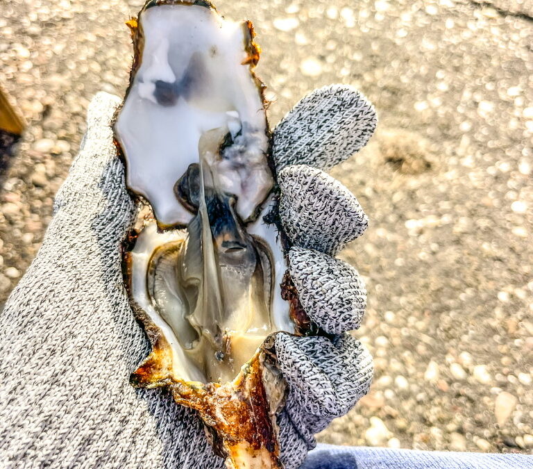 hand met een net geopende oester erin